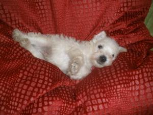 WhiteMiniatureSchnauzerPuppies